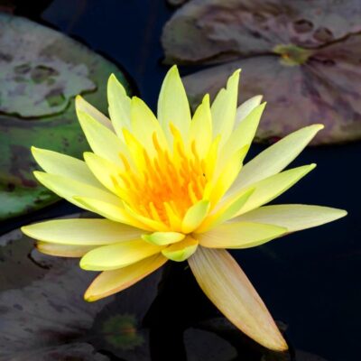 Texas Dawn Water Lily Garden Plant