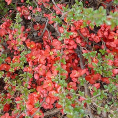 Texas Scarlet Flowering Quince Garden Plant