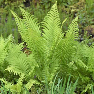 The King Ostrich Fern Garden Plant