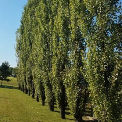 Theves Poplar Garden Plant