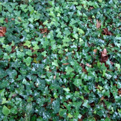 Thorndale English Ivy Garden Plant