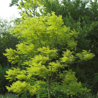 Thornless Honeylocust Garden Plant