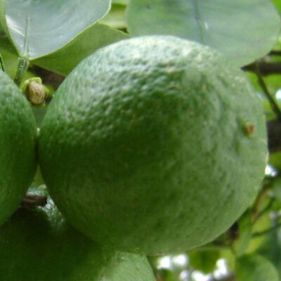 Thornless Mexican Lime Garden Plant