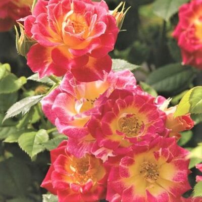 Tiddly Winks Rose Garden Plant