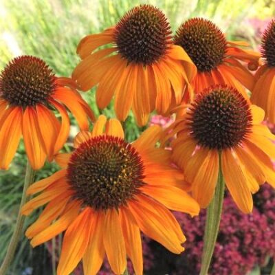 Tiki Torch Coneflower Garden Plant