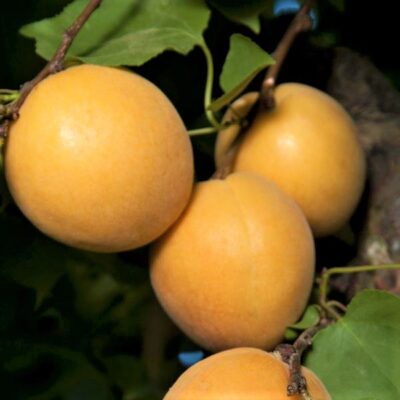 Tilton Apricot Tree Garden Plant