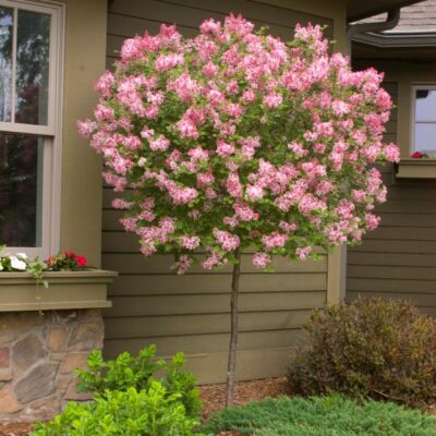 Tinkerbelle Lilac Tree Garden Plant
