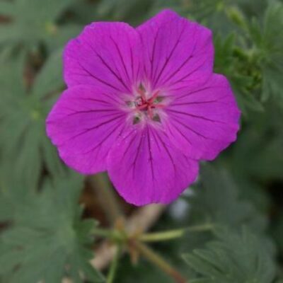Tiny Monster Geranium Garden Plant