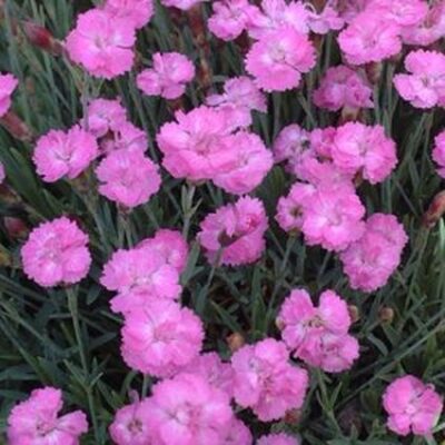 Tiny Rubies Dianthus Garden Plant