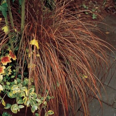 Toffee Twist Sedge Grass Garden Plant