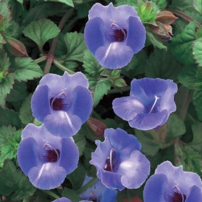 Torenia Summer Wave Blue Garden Plant