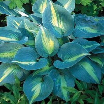 Touch of Class Hosta Garden Plant