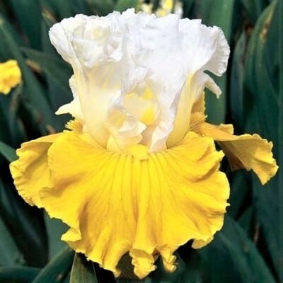 Tour De France Tall Bearded Iris Garden Plant