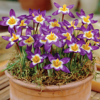 Tricolor Crocus Garden Plant