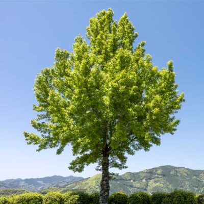 Trident Maple Garden Plant