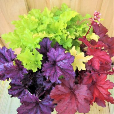 Triple Treat Coral Bells Garden Plant