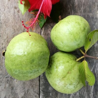 Tropic Pink Guava Garden Plant