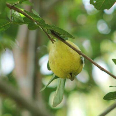 Tropic White Guava Garden Plant