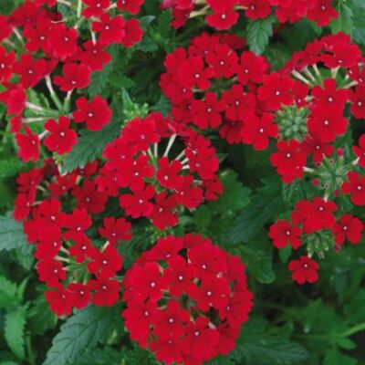 Tukana Scarlet Verbena Garden Plant