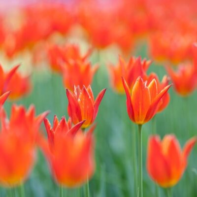 Tulip Ballerina Garden Plant