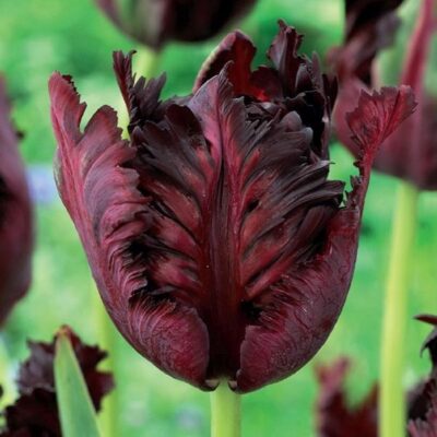 Tulip Black Parrot Garden Plant