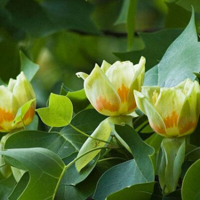 Tulip Poplar Garden Plant