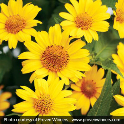 Tuscan Sun Sunflower Garden Plant