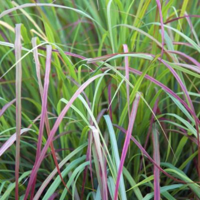 Twilight Zone Little Bluestem Grass Garden Plant