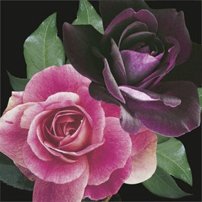 Two-fer Brilliant Pink Iceberg and Iceberg Rose Tree Garden Plant