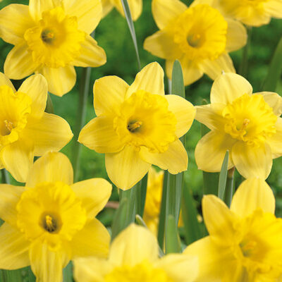 Unsurpassable Daffodil Garden Plant