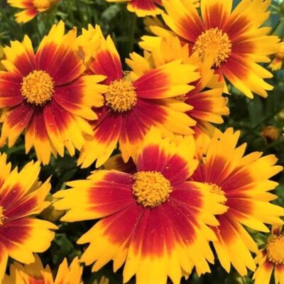 UpTick Gold and Bronze Coreopsis Garden Plant