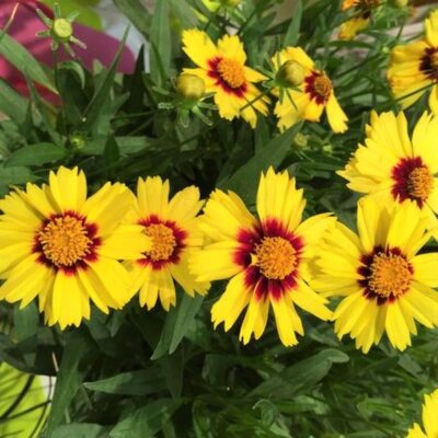 UpTick Yellow and Red Coreopsis Garden Plant