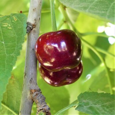 Van Cherry Tree Garden Plant