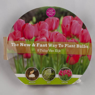 Van Eijk Tulip Easy Bloom Pad Garden Plant