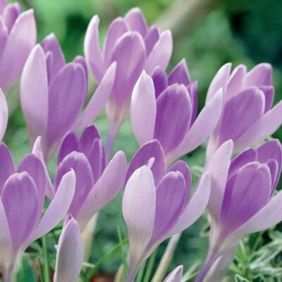 Vanguard Crocus Garden Plant