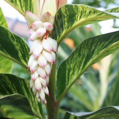 Variegated Shell Ginger Garden Plant