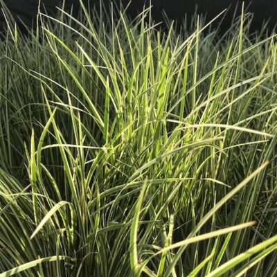 Variegated Sweet Flag Garden Plant