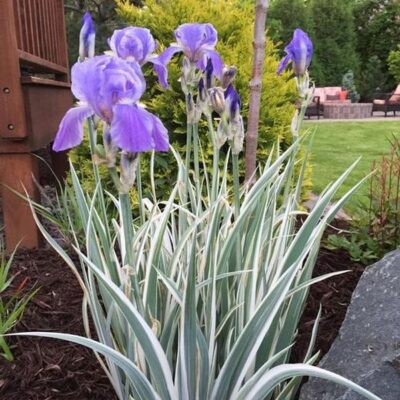 Variegated Sweet Iris Garden Plant