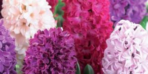 Velvety Violets Hyacinth Blend Garden Plant