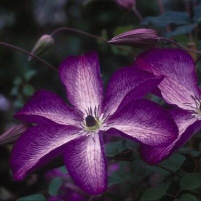 Venosa Violacea Clematis Garden Plant