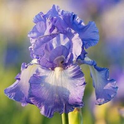Victoria Falls Iris Garden Plant