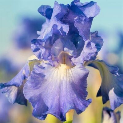 Victoria Falls Tall Bearded Iris Garden Plant