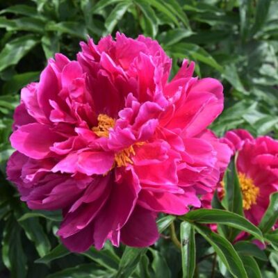 Viking Chief Peony Garden Plant