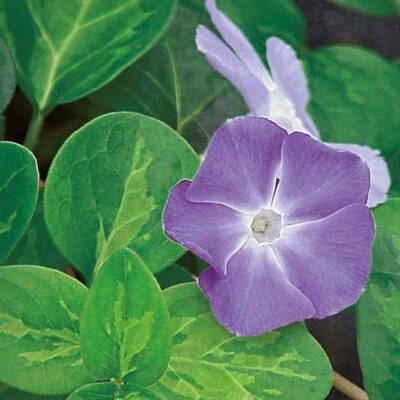 Vinca Major Garden Plant