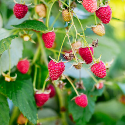 Vintage Raspberry Garden Plant