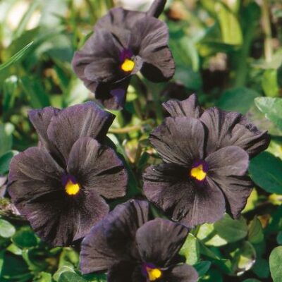 Violet Black Magic Garden Plant