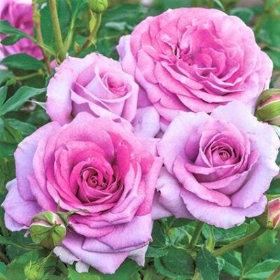 Violet's Pride Rose Garden Plant