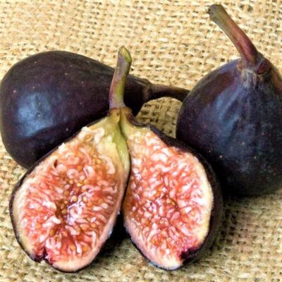 Violette de Bordeaux Fig Tree Garden Plant
