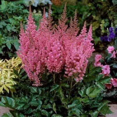 Visions in Pink Astilbe Garden Plant