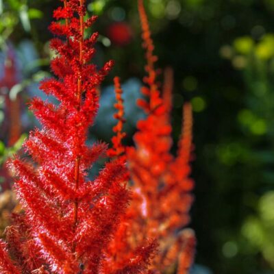 Visions in Red Astilbe Garden Plant